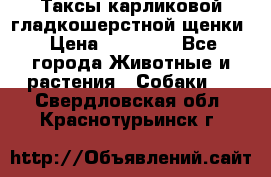 Таксы карликовой гладкошерстной щенки › Цена ­ 20 000 - Все города Животные и растения » Собаки   . Свердловская обл.,Краснотурьинск г.